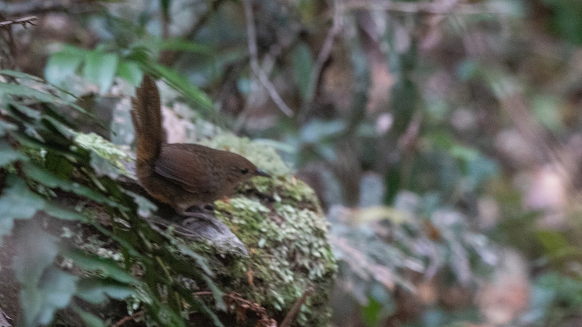 Rufous Scrub-bird - ML642687098