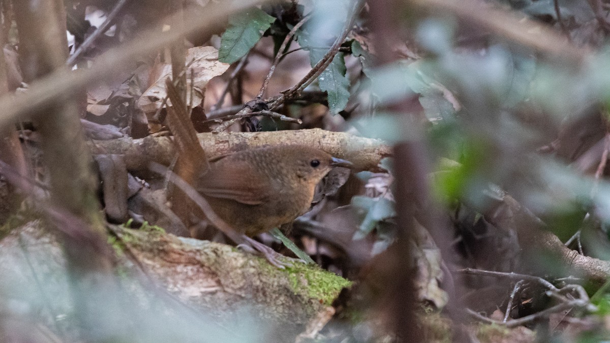 Rufous Scrub-bird - ML642687099