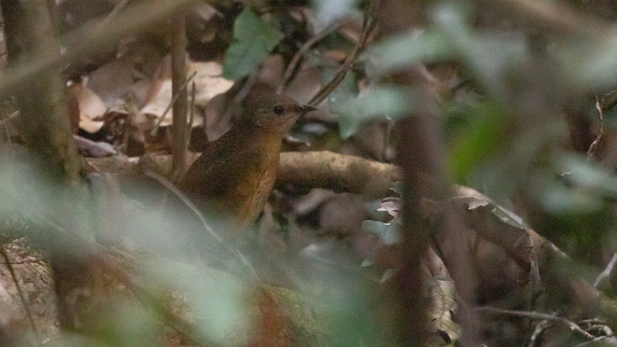 Rufous Scrub-bird - ML642687100
