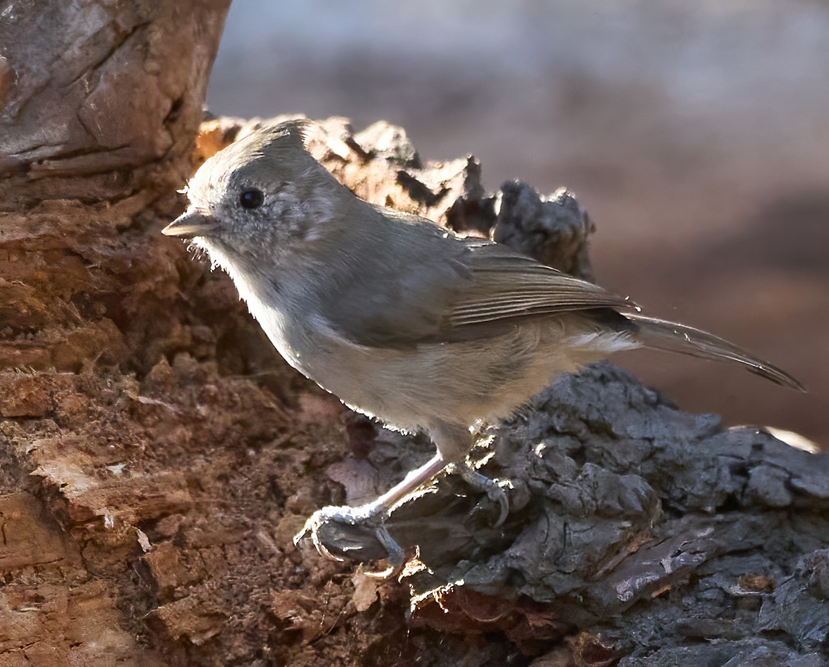 Oak Titmouse - ML642687101
