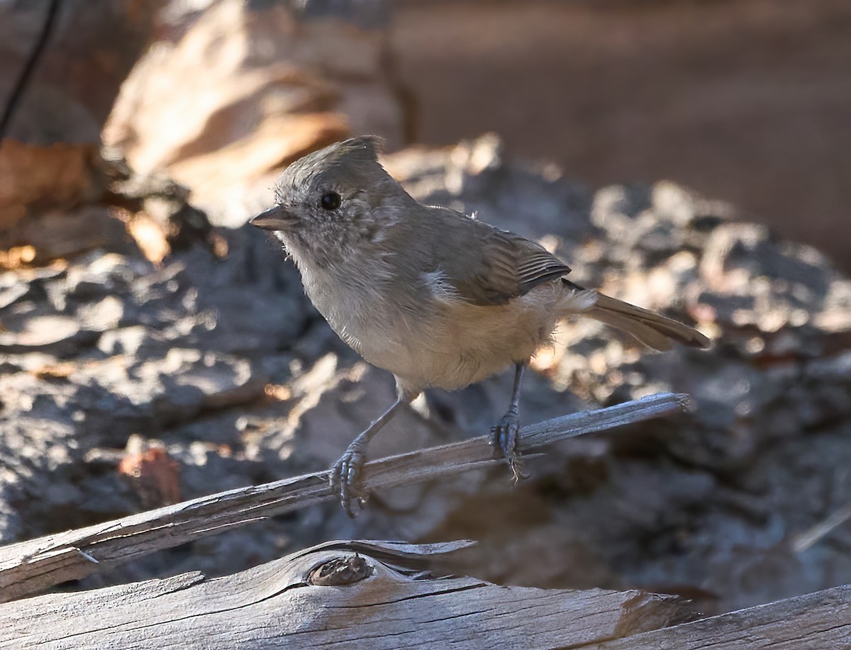 Oak Titmouse - ML642687102