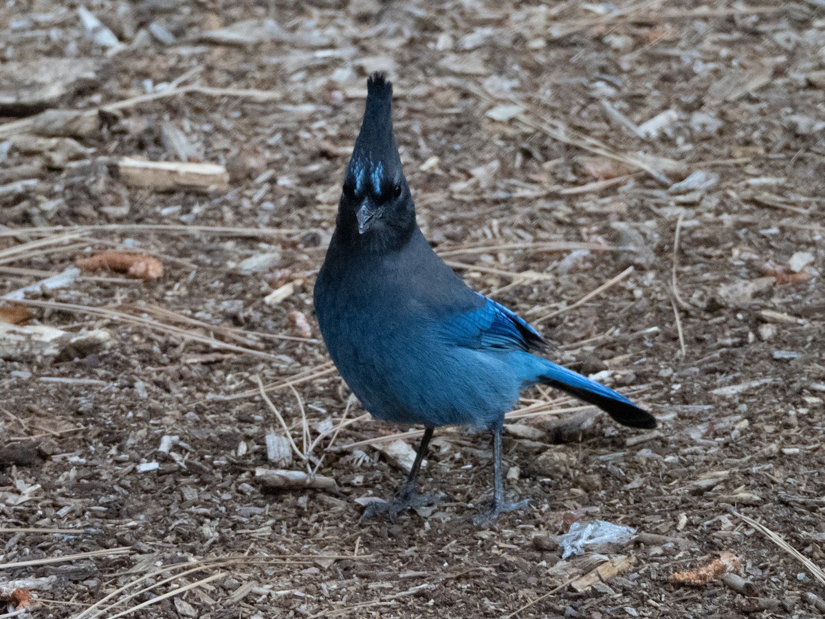 Steller's Jay - ML642687106