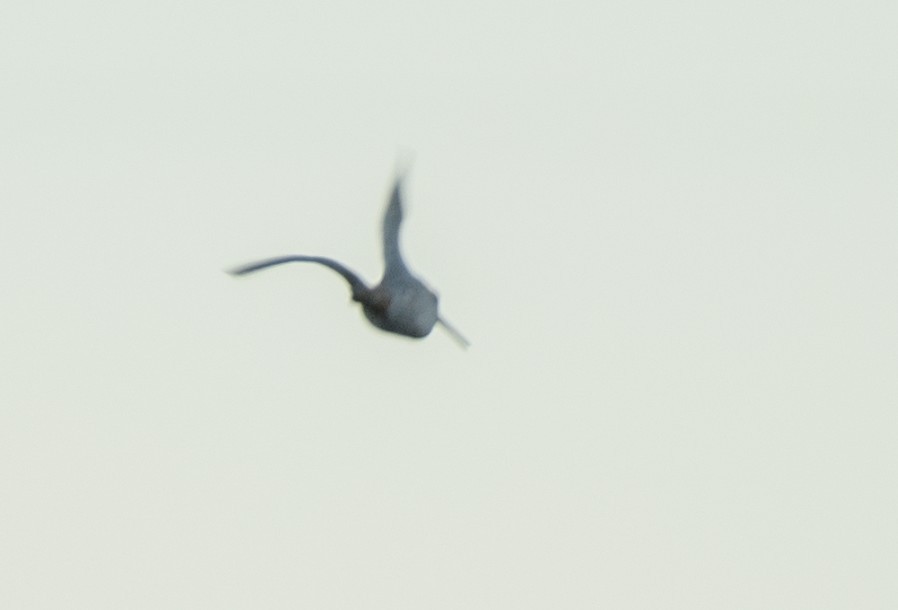 Wilson's Snipe - ML642687113
