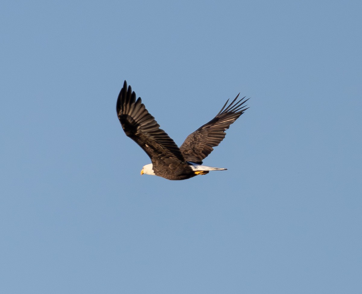 Bald Eagle - ML642687146
