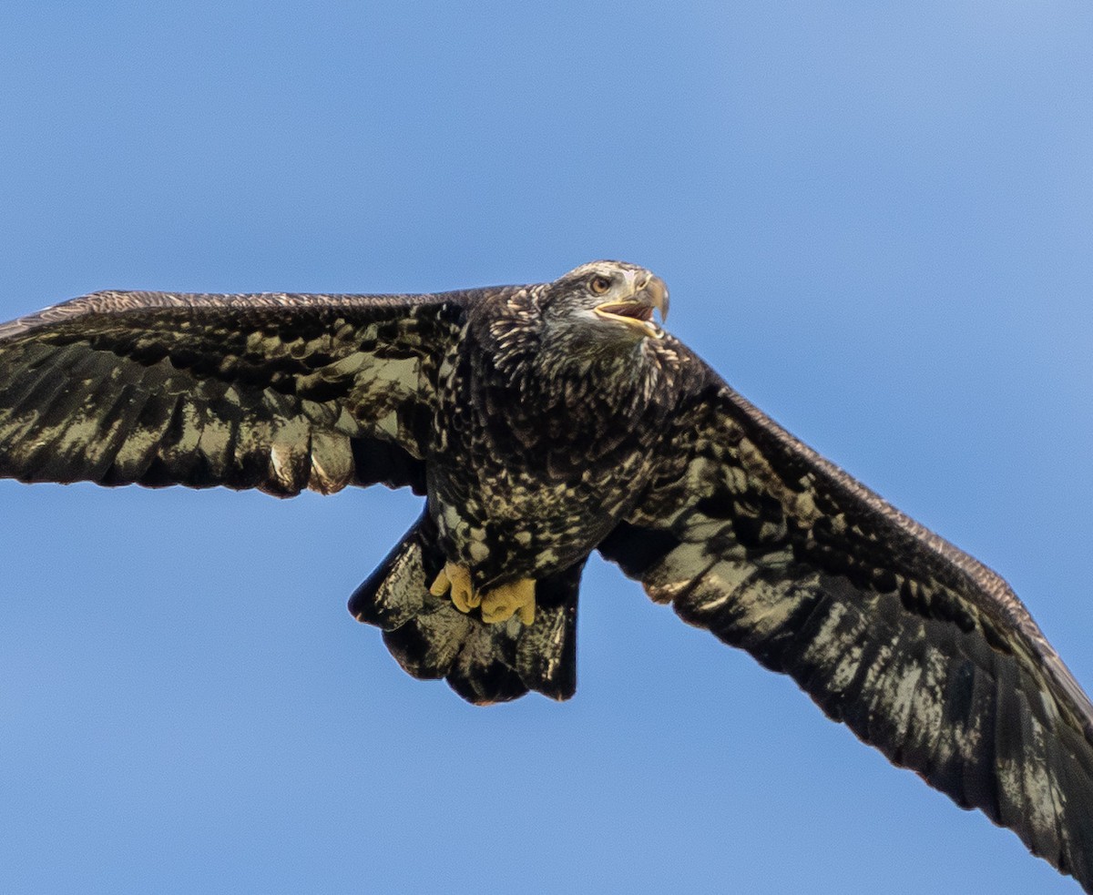 Bald Eagle - ML642687147