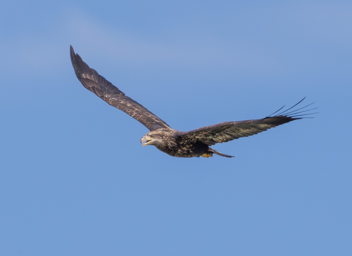 Bald Eagle - ML642687149