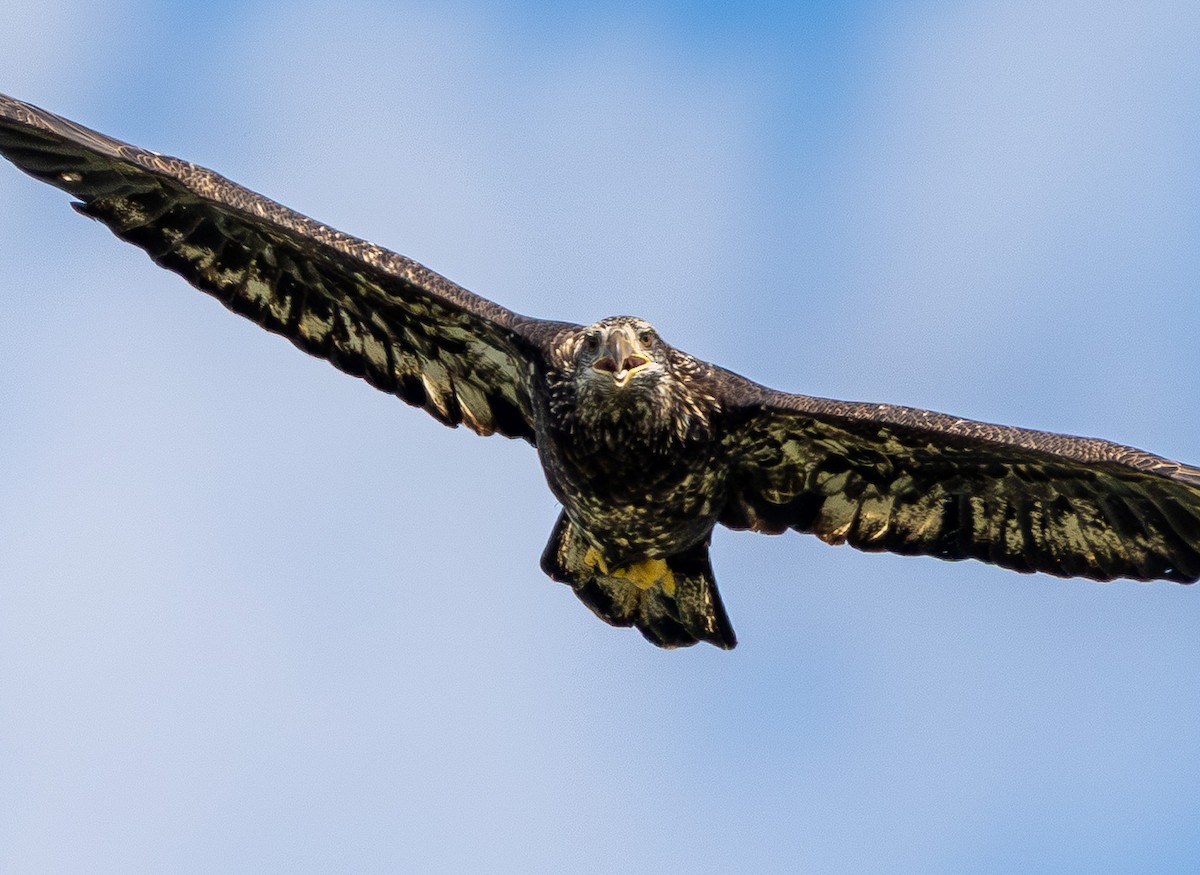 Bald Eagle - ML642687150