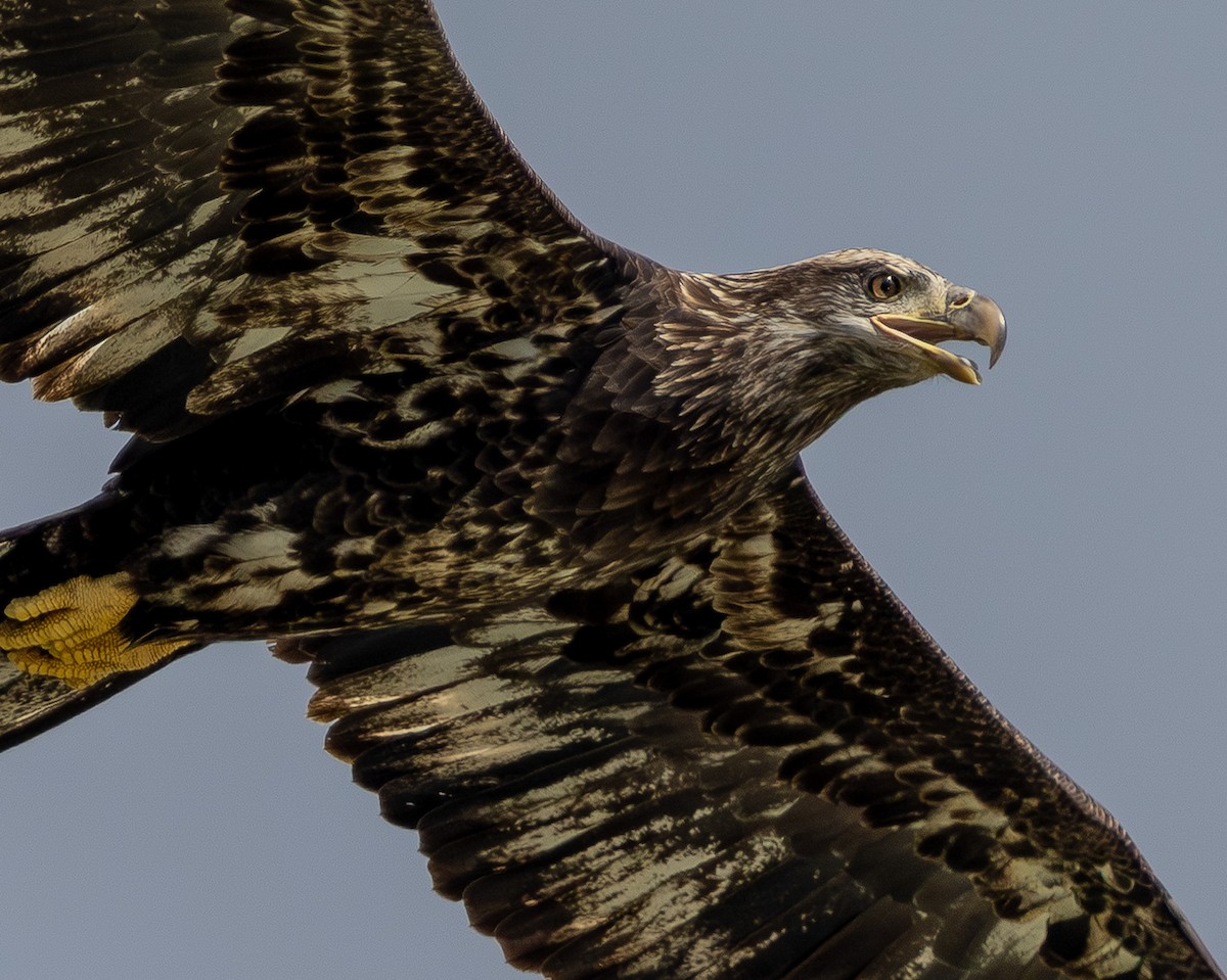 Bald Eagle - ML642687151