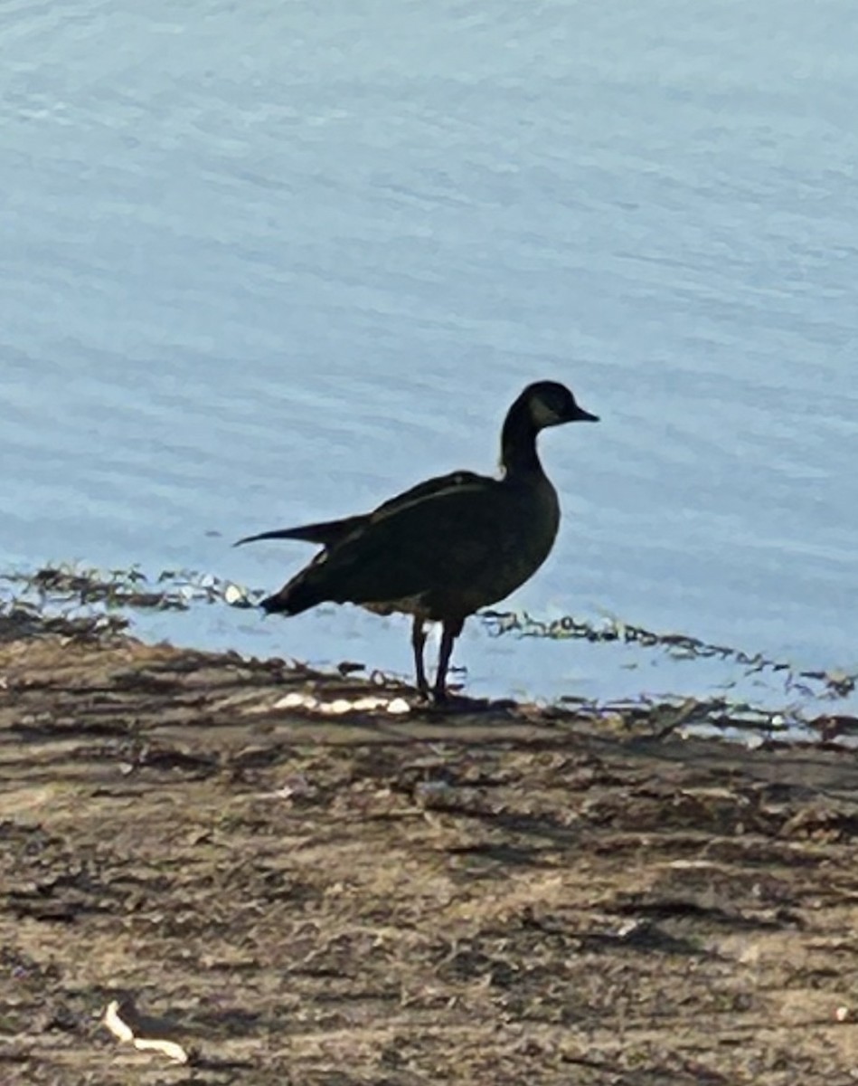Cackling Goose - ML642687176