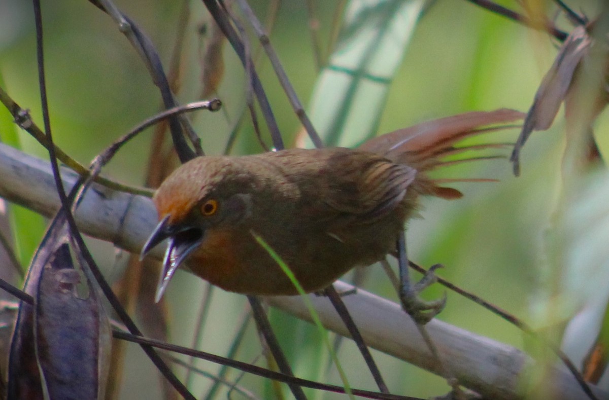 Orange-eyed Thornbird - ML642687183