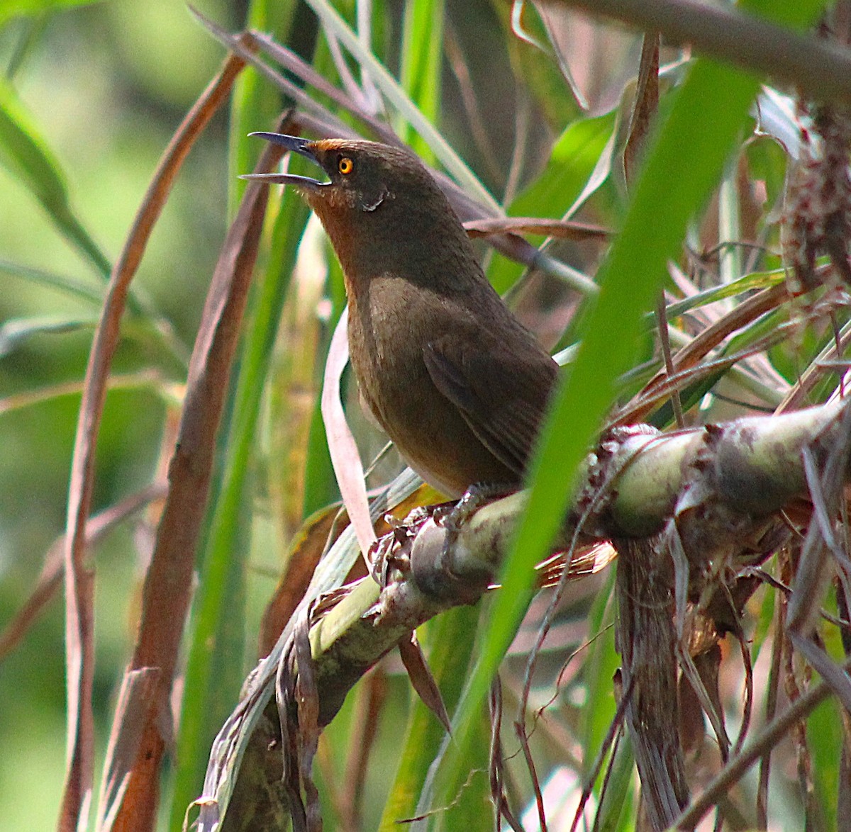 Orange-eyed Thornbird - ML642687185