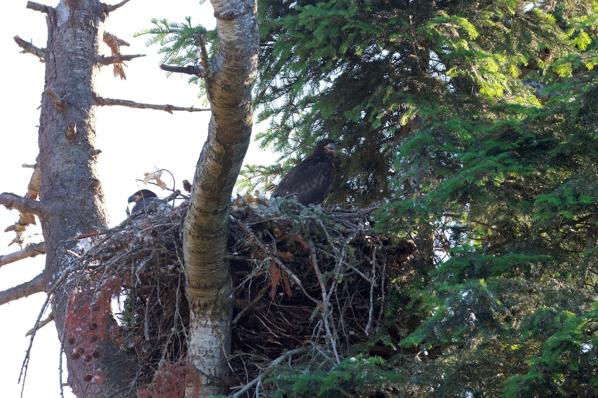 Bald Eagle - ML642687187