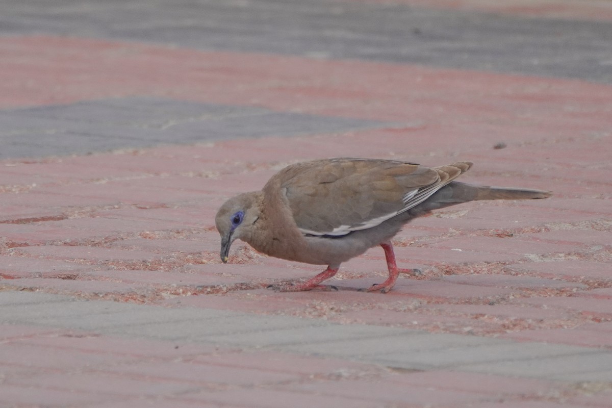 West Peruvian Dove - ML642687191