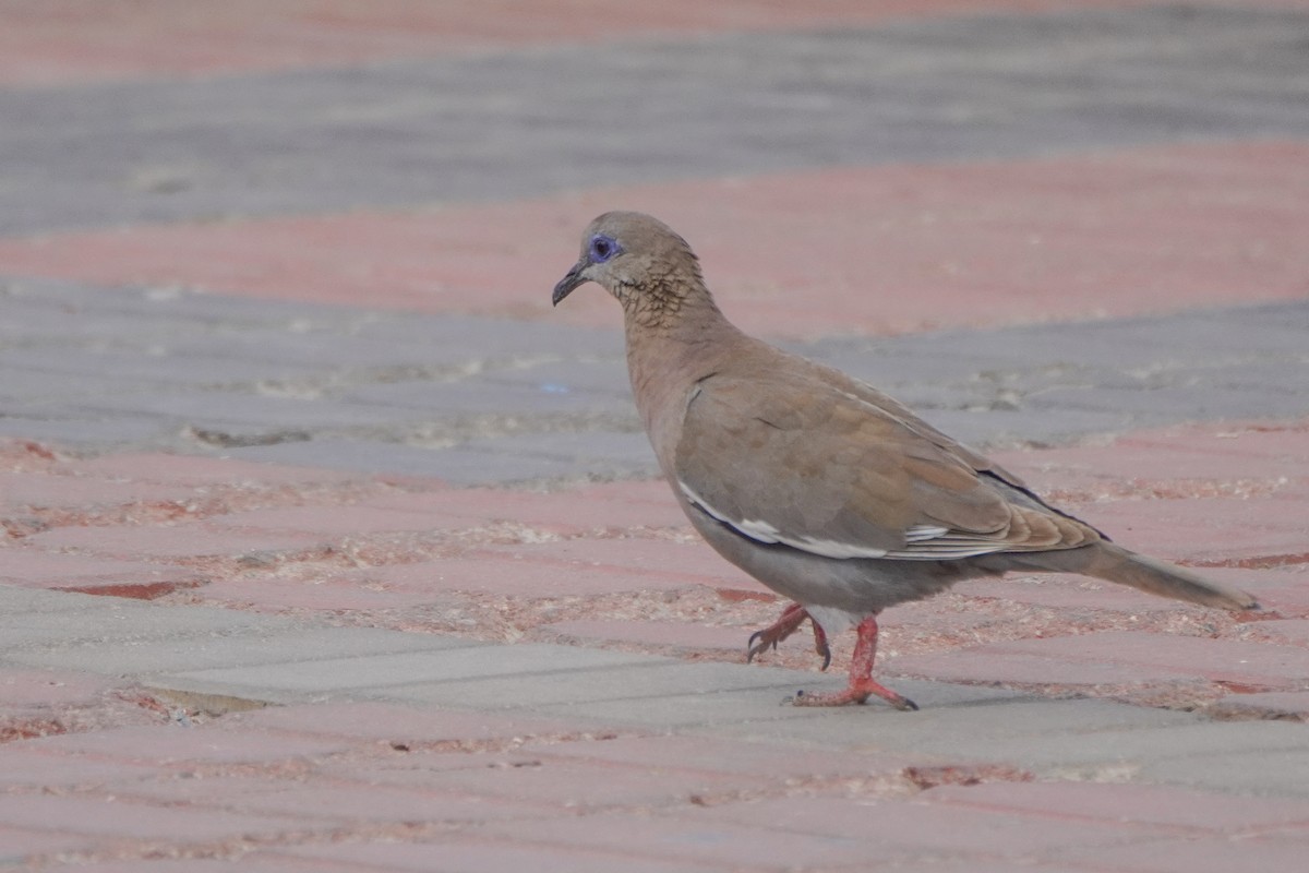 West Peruvian Dove - ML642687192