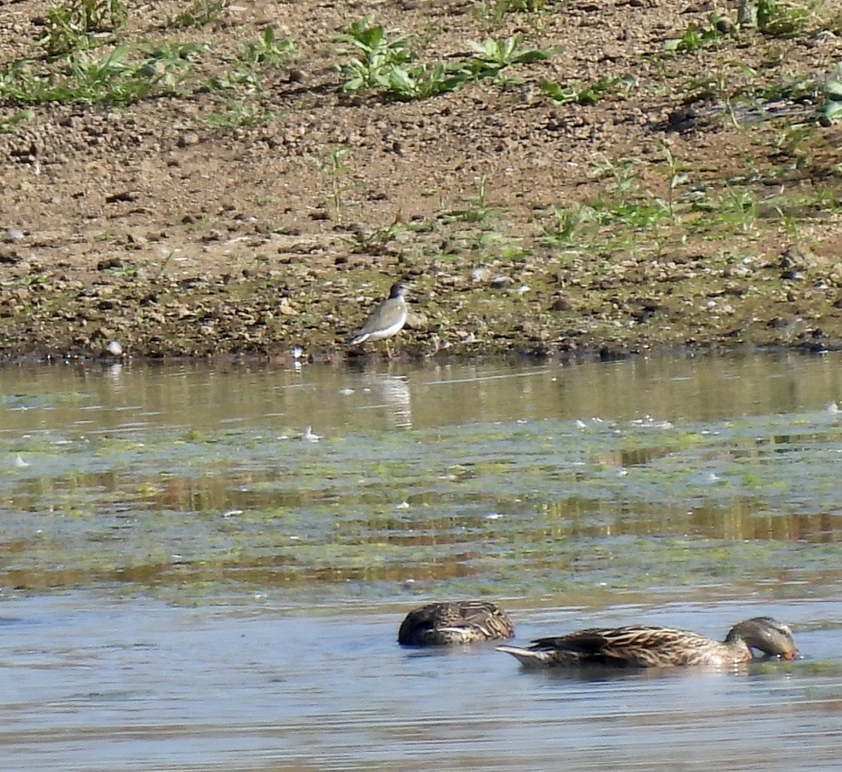 Spotted Sandpiper - ML642687193