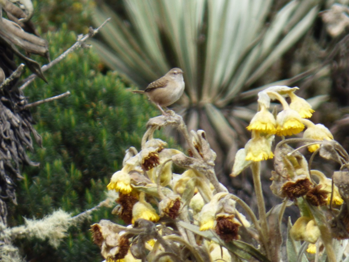 Apolinar's Wren - ML642687194