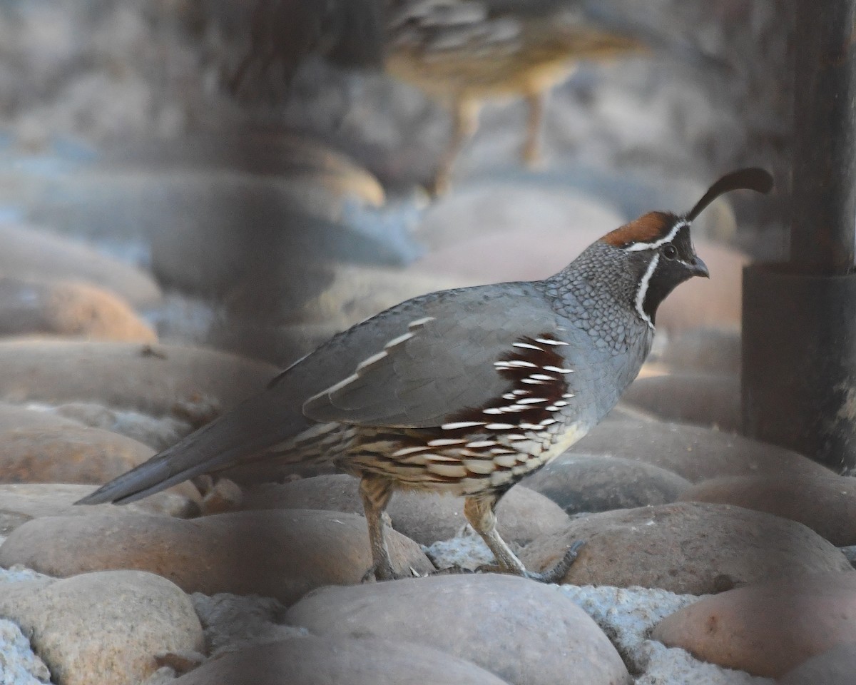 Gambel's Quail - ML642687196