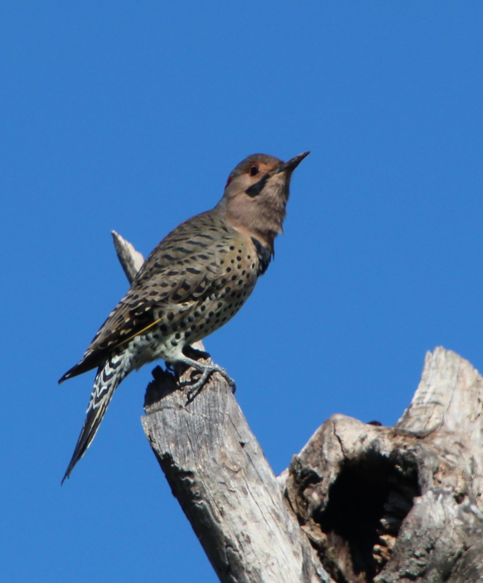 Altın Ağaçkakan (auratus/luteus) - ML642687223
