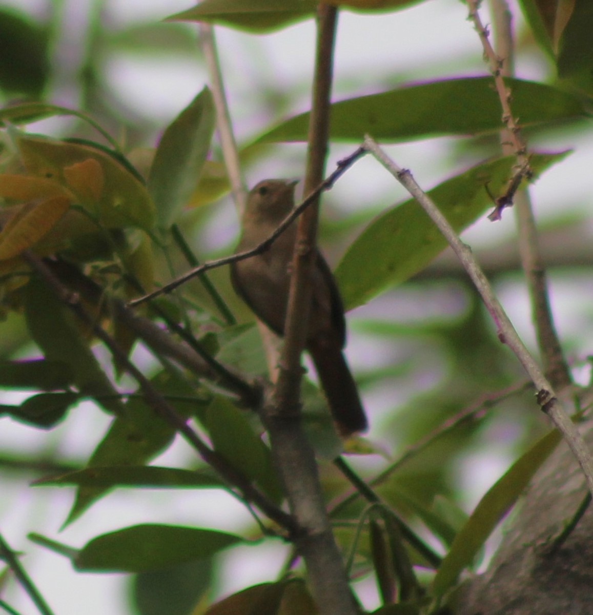 Southern House Wren - ML642687230