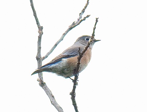 Western Bluebird - ML642687233
