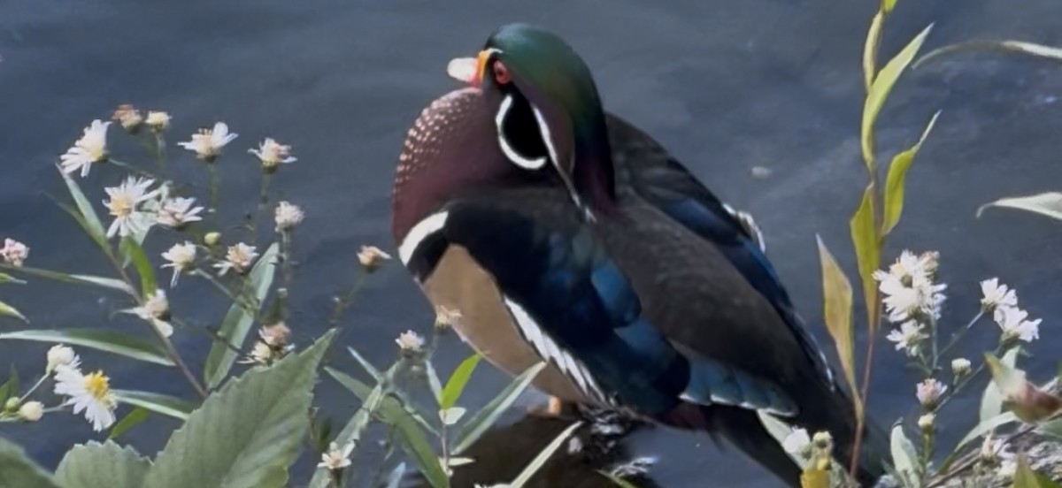 Wood Duck - ML642687236