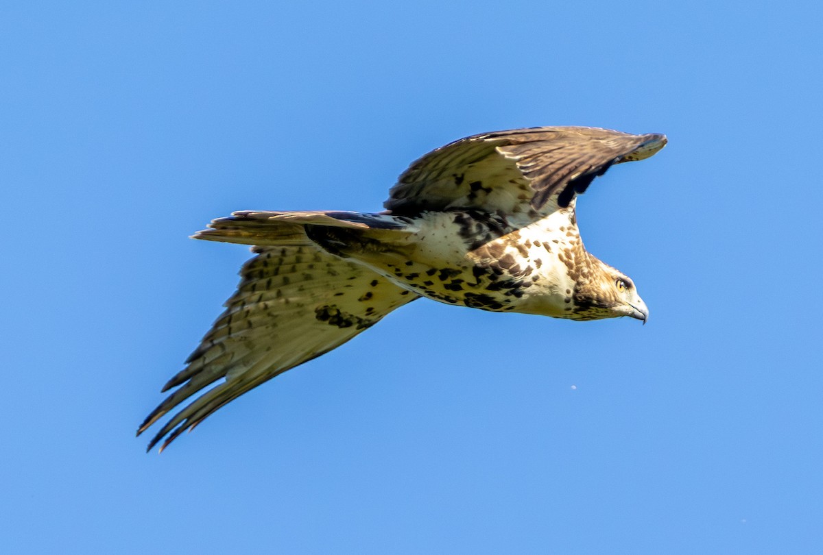 Zapelatz buztangorria - ML642687239