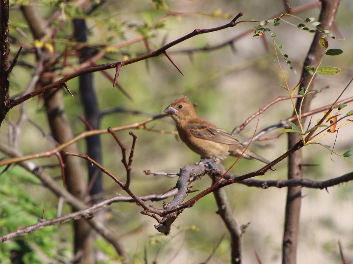 Blue Grosbeak - ML642687243