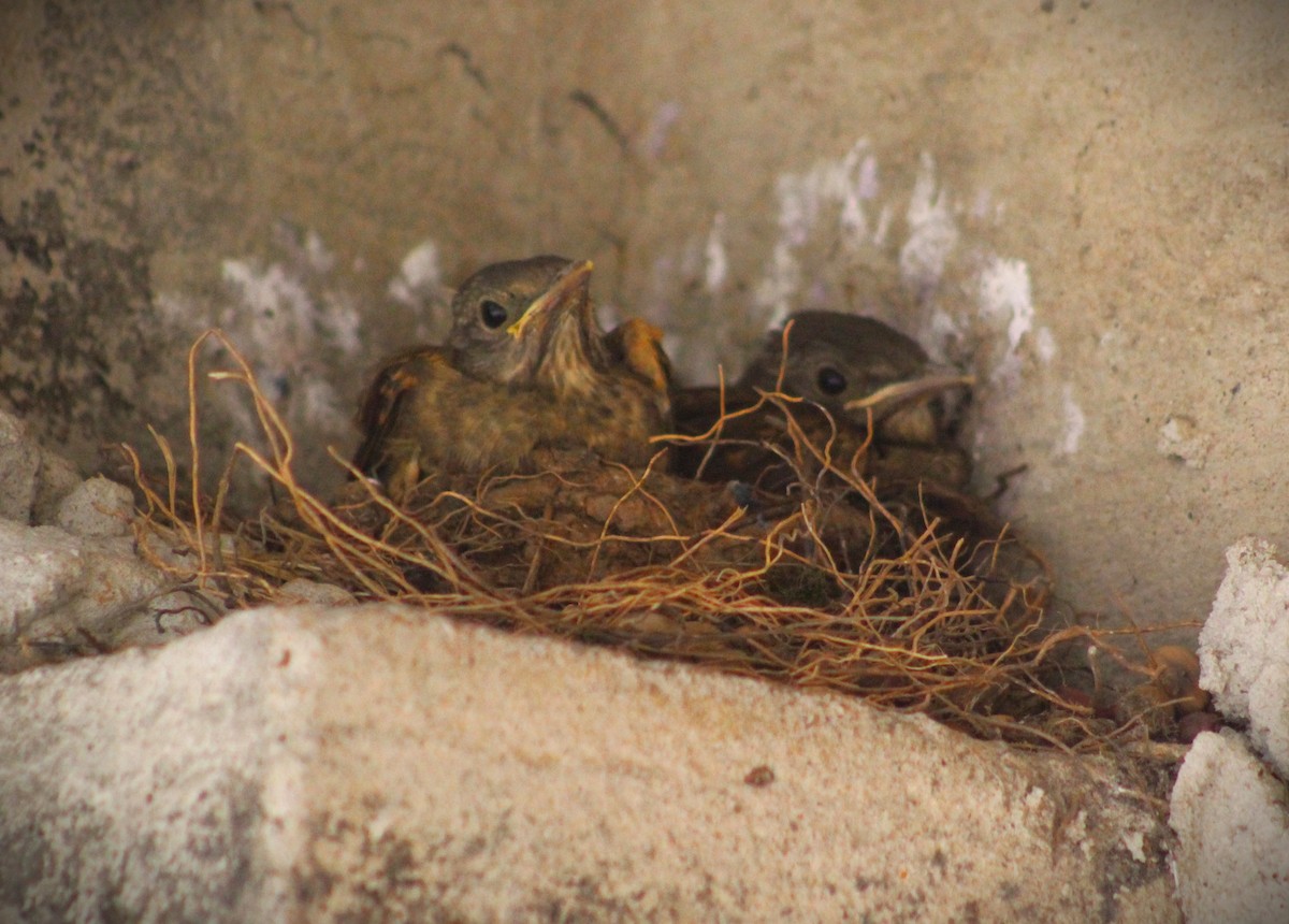 Pale-breasted Thrush - ML642687245