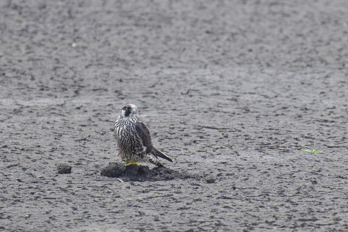 Peregrine Falcon - ML642687246