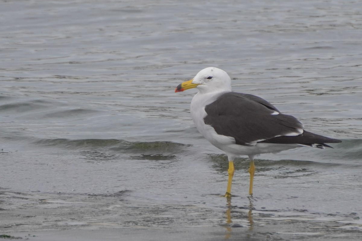 Belcher's Gull - ML642687247