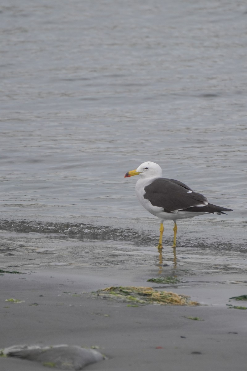 Belcher's Gull - ML642687248