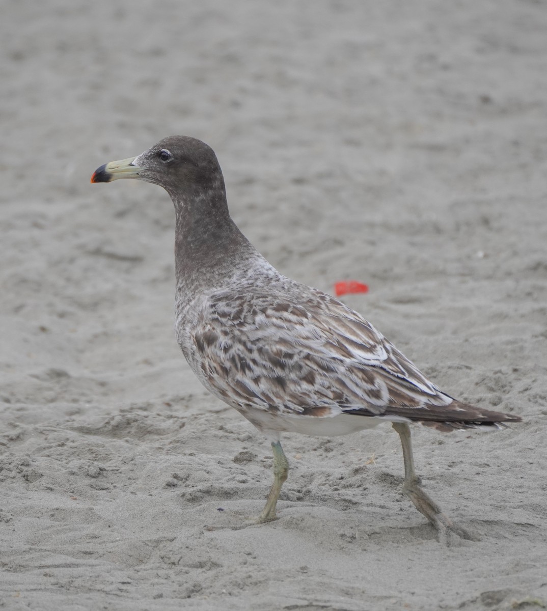 Belcher's Gull - ML642687249