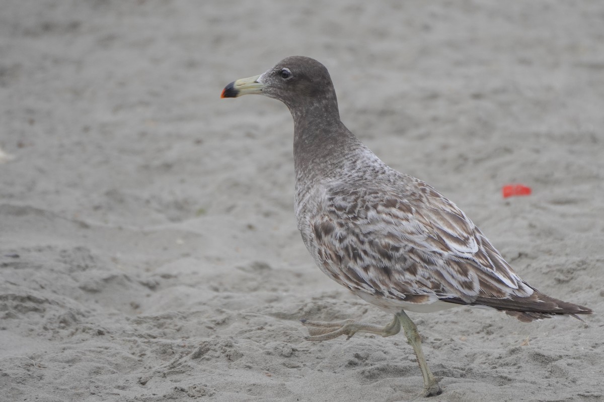 Belcher's Gull - ML642687250