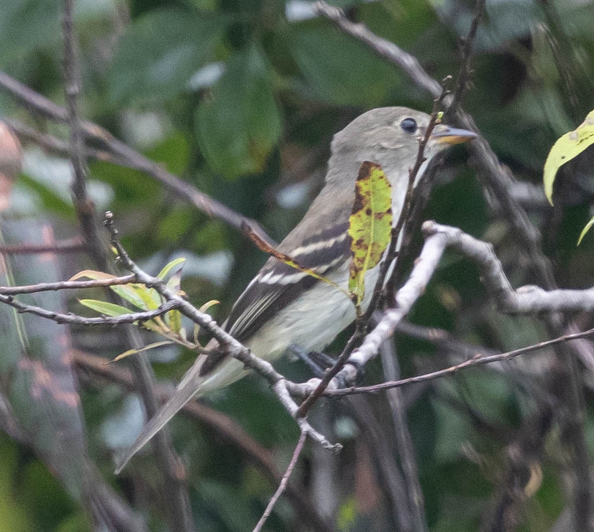 Alder Flycatcher - ML642687259
