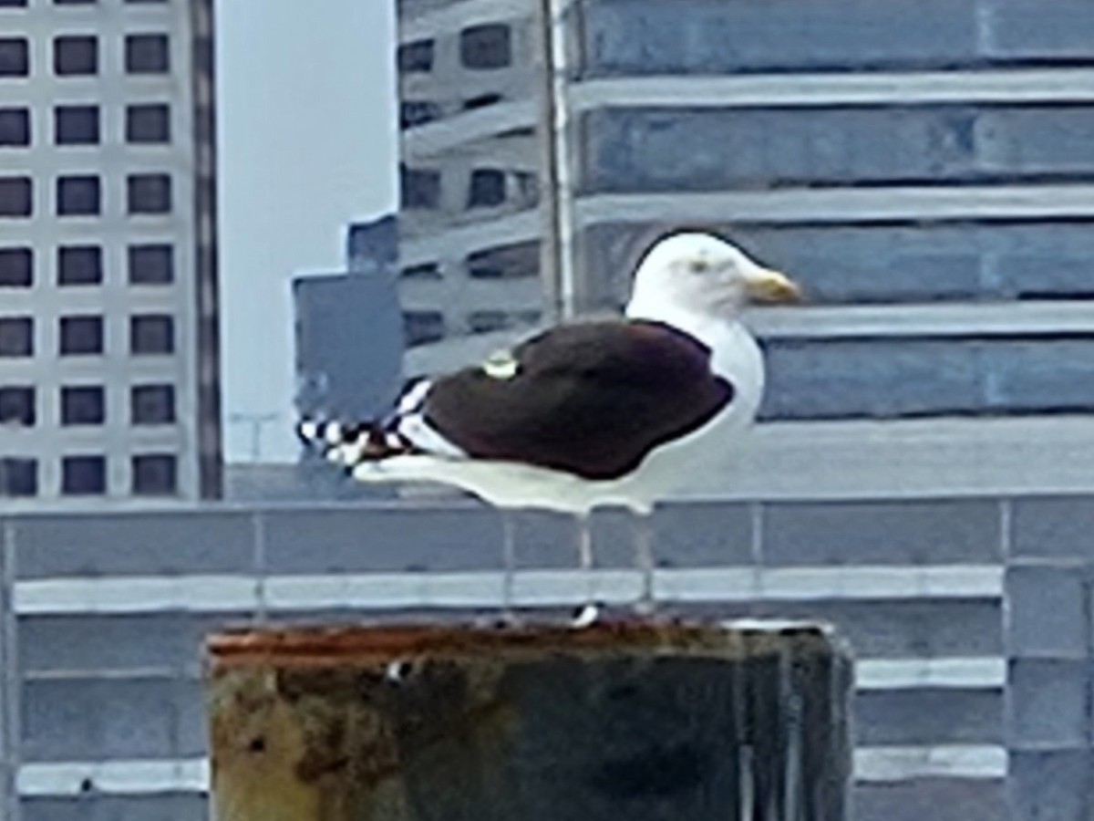 Great Black-backed Gull - ML642687261