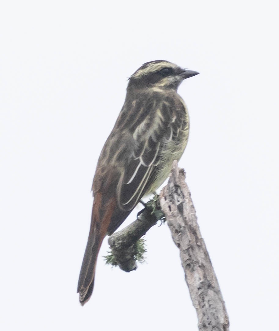 Variegated Flycatcher - ML642687269