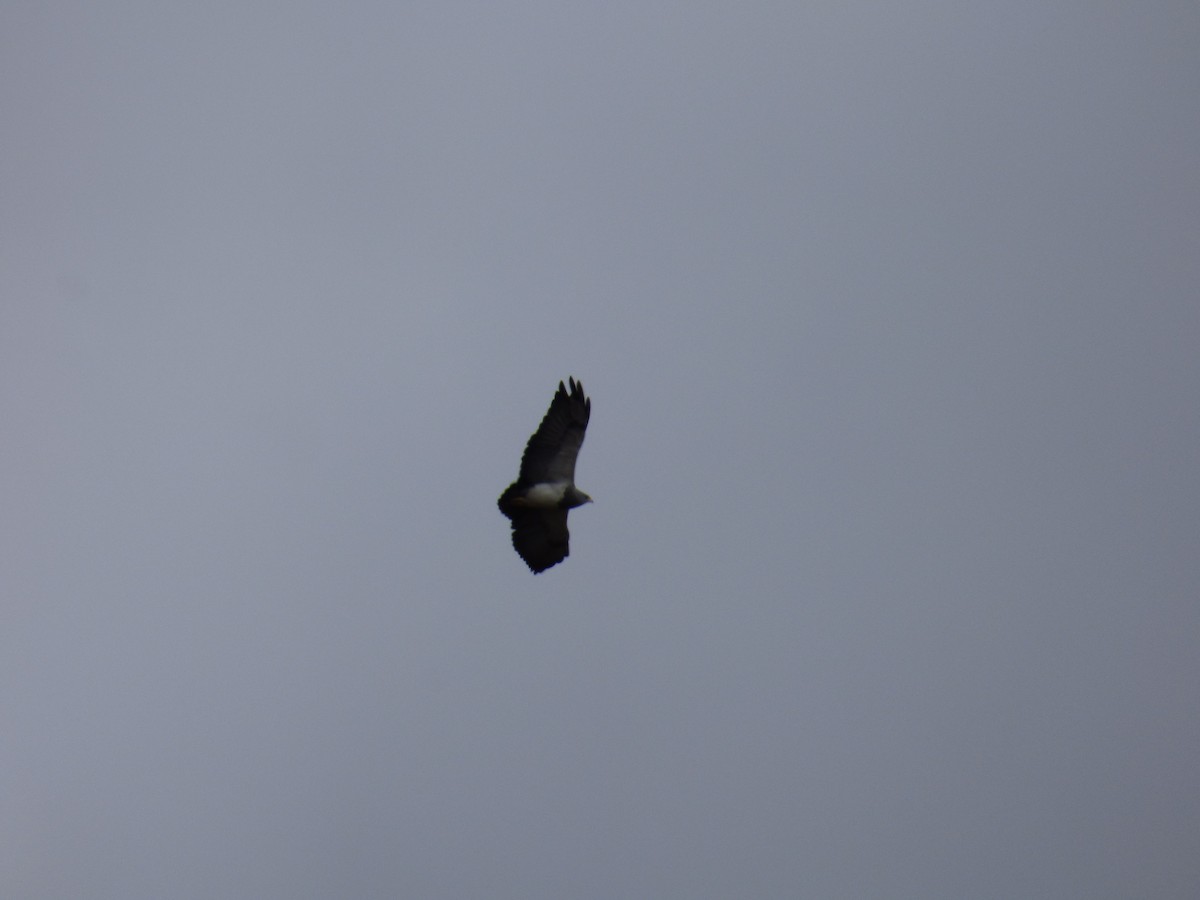 Black-chested Buzzard-Eagle - ML642687273