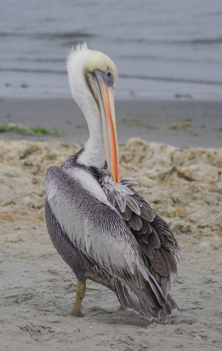 Peruvian Pelican - ML642687284