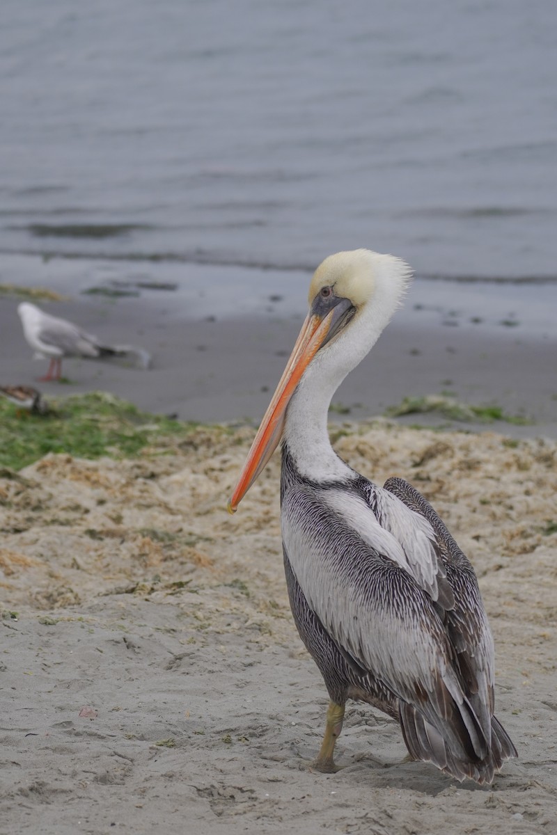 Peruvian Pelican - ML642687285