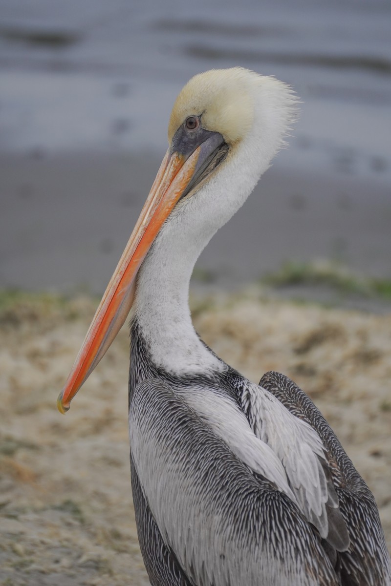 Peruvian Pelican - ML642687286