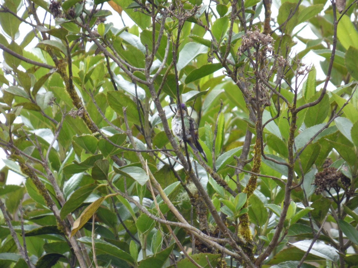 Purple-backed Thornbill - ML642687287