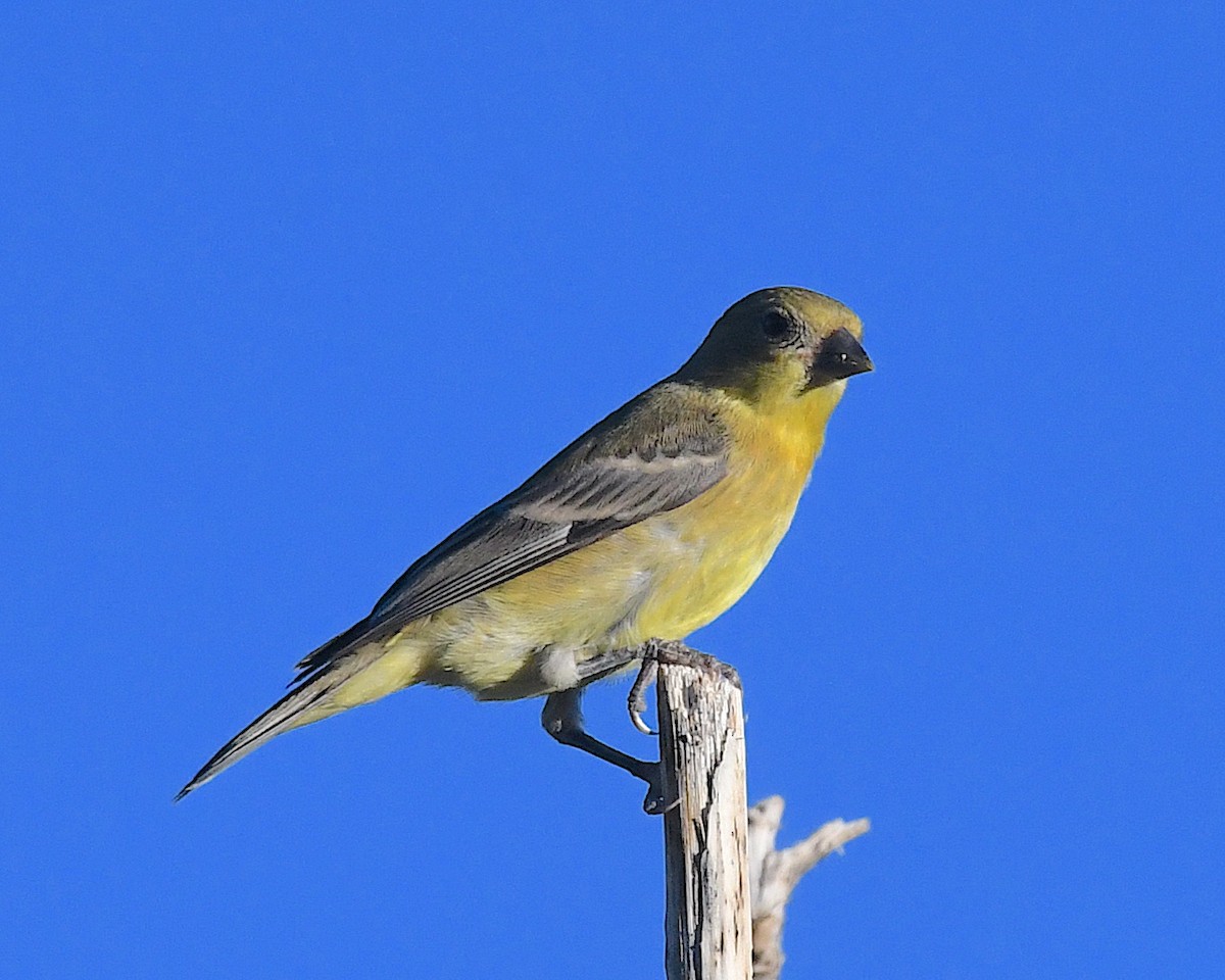 Lesser Goldfinch - ML642687291