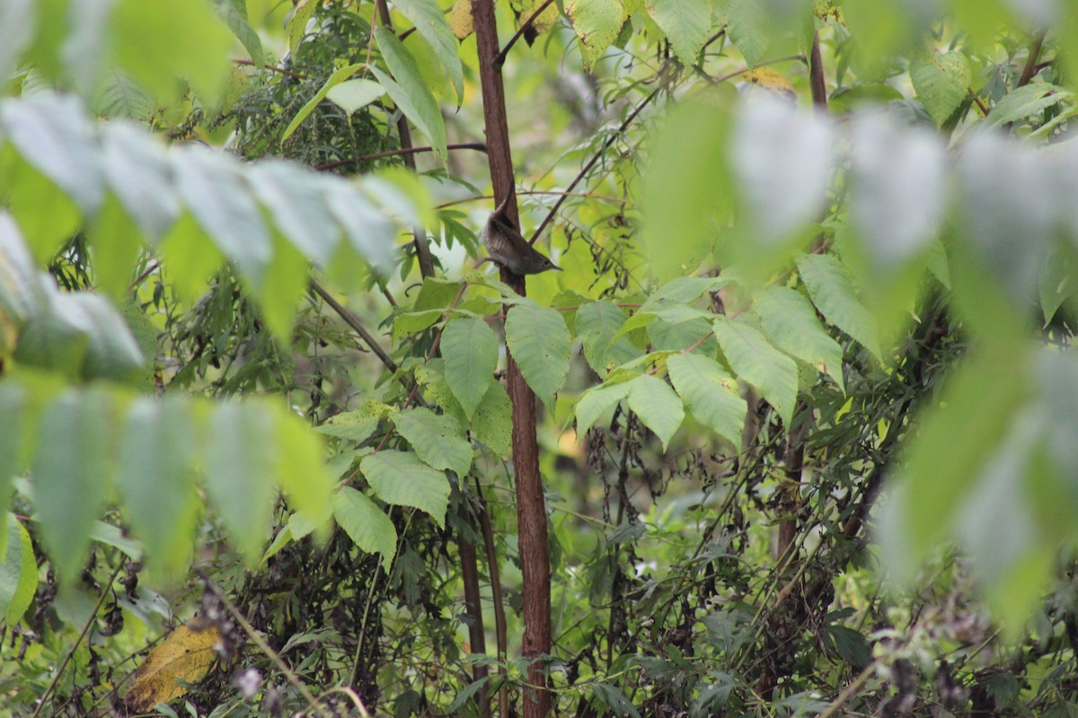 Northern House Wren - ML642687298