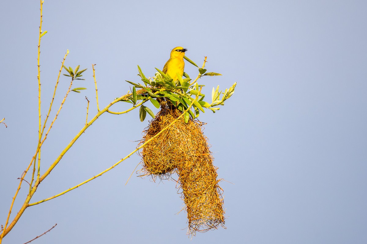 Spectacled Weaver - ML642687303