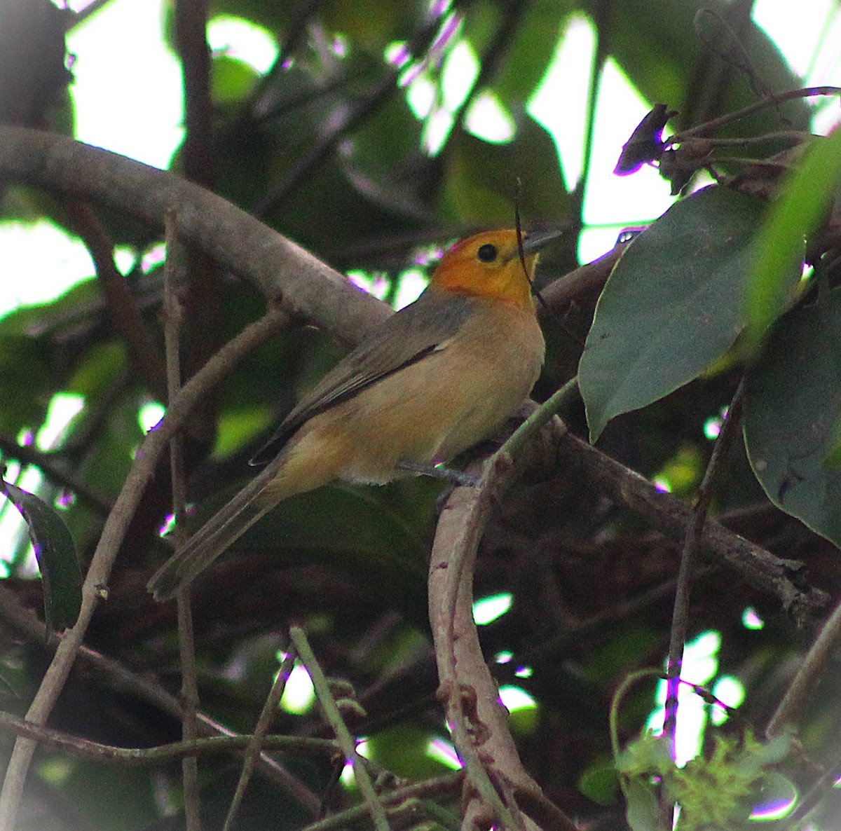 Orange-headed Tanager - ML642687307