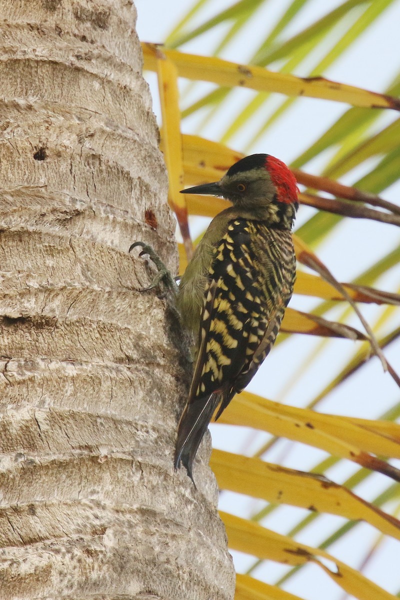Hispaniolan Woodpecker - ML642687313