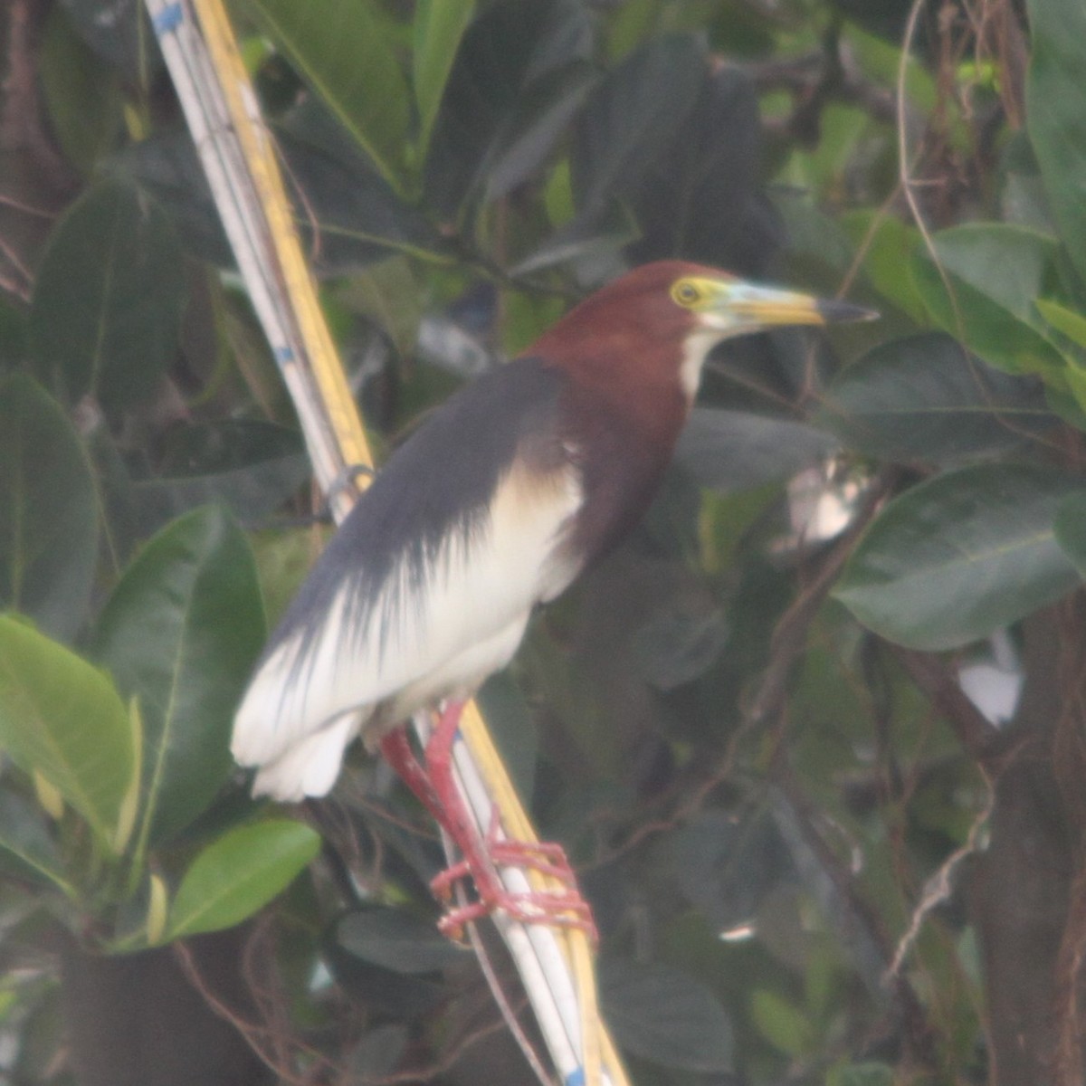 Chinese Pond-Heron - ML642687324