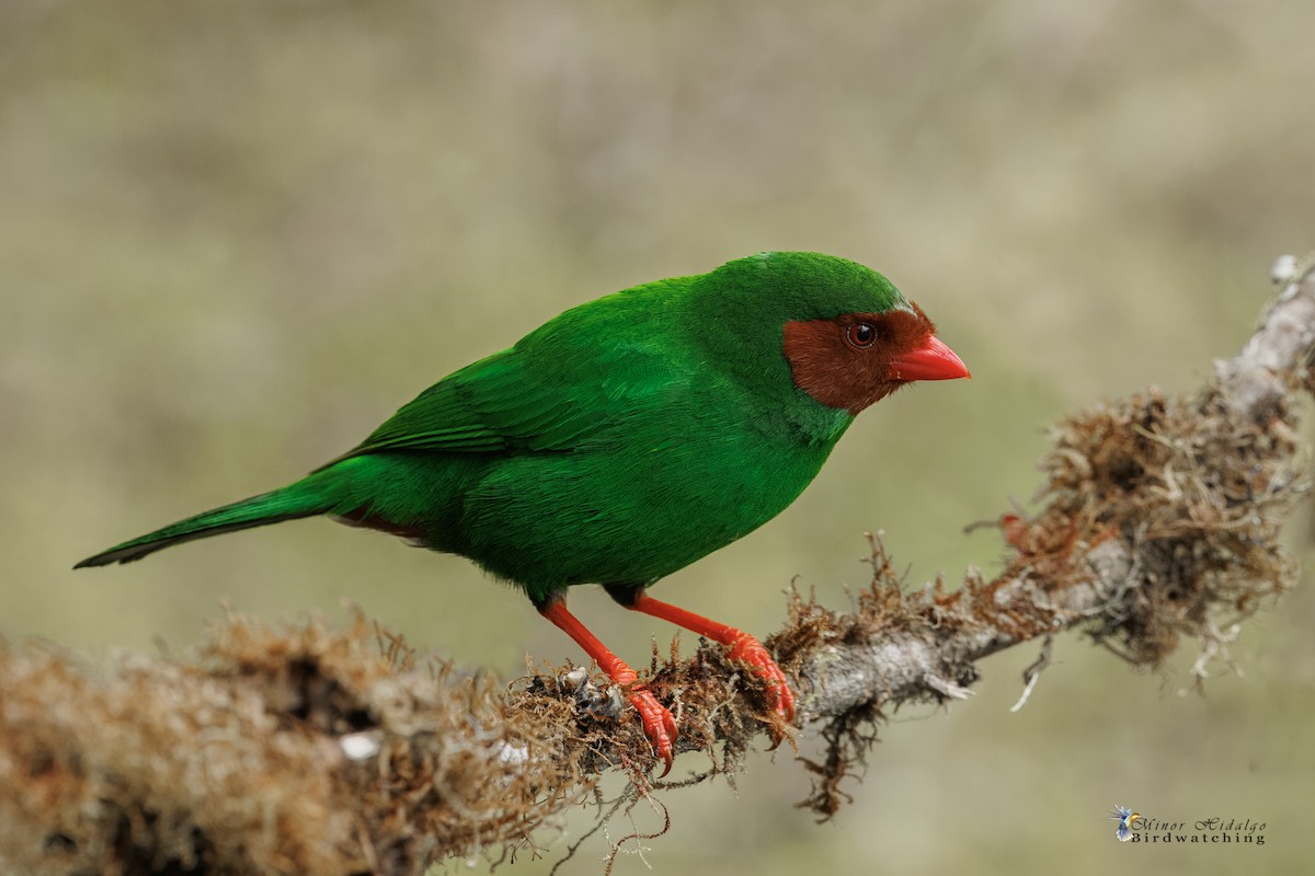 Grass-green Tanager - ML642687329