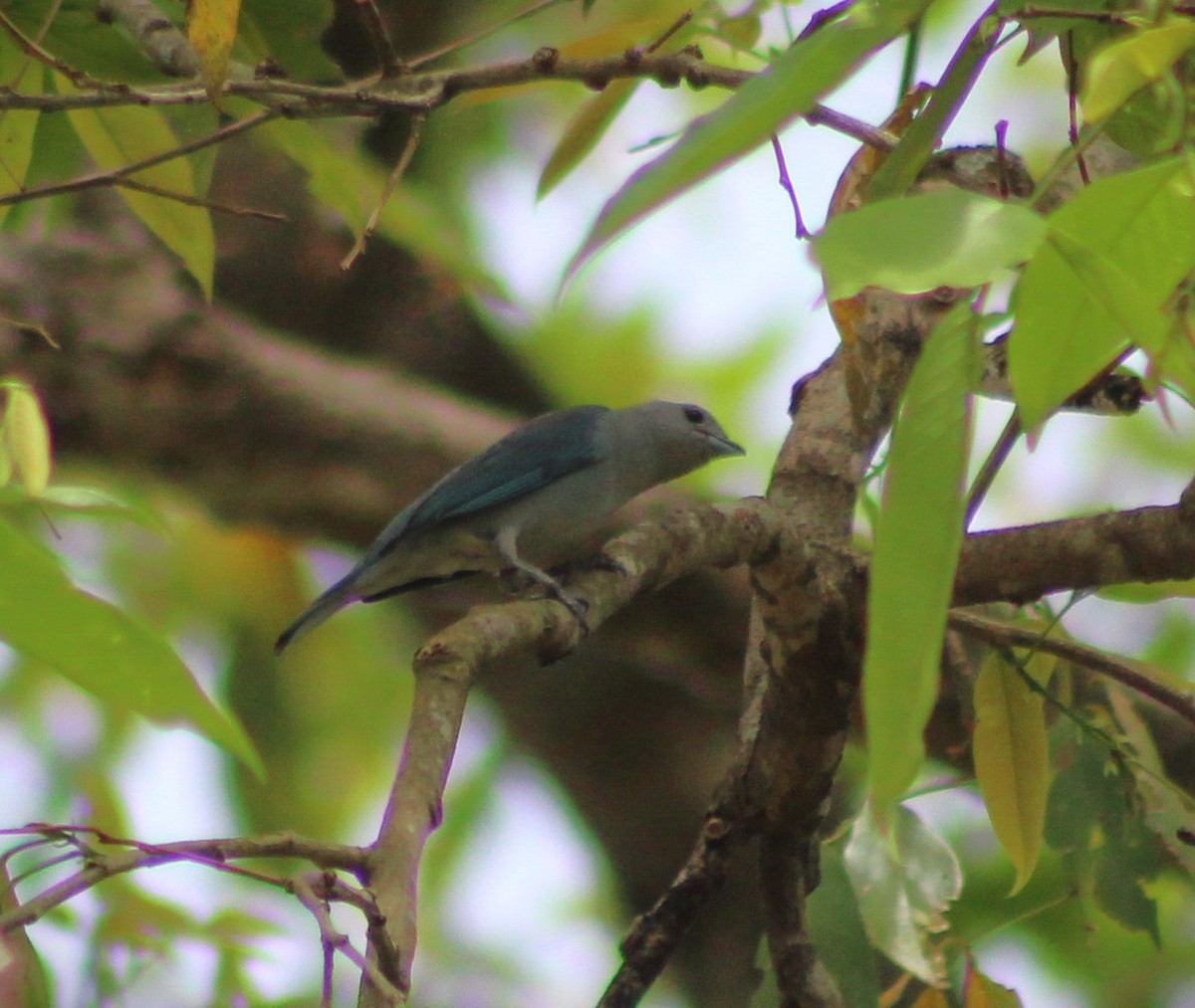 Sayaca Tanager - ML642687337