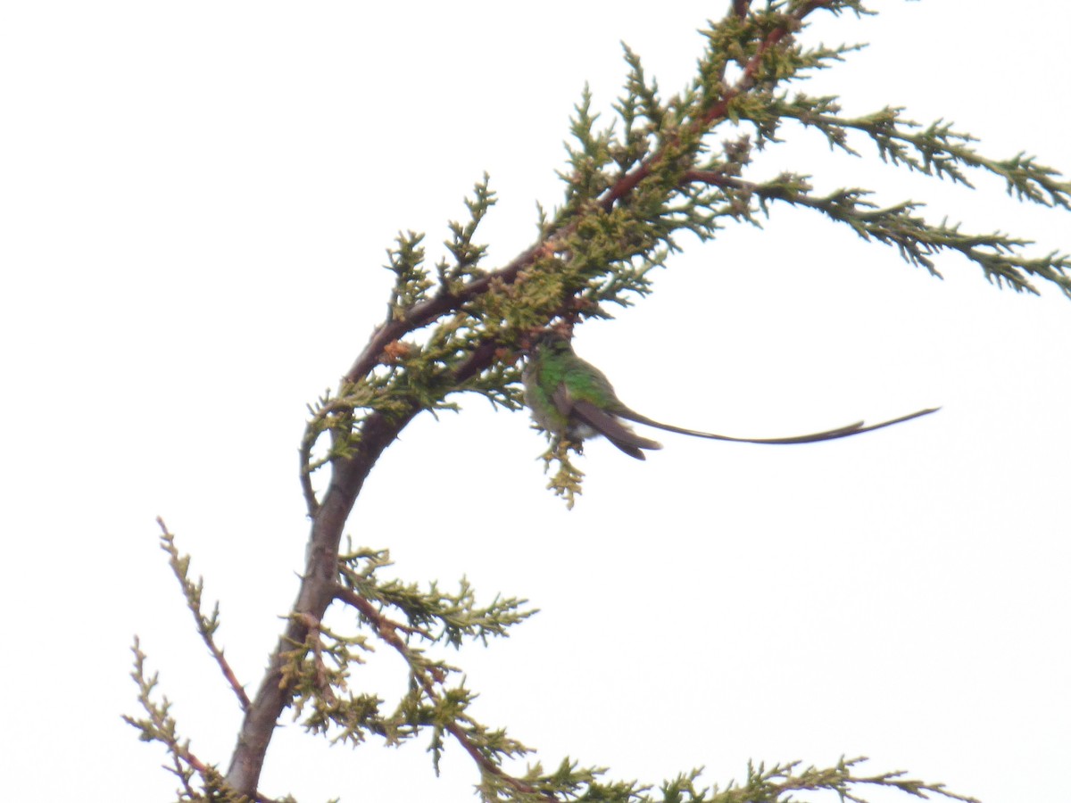 Black-tailed Trainbearer - ML642687355